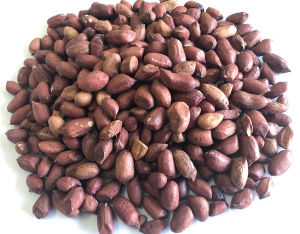 Groundnut from 나이지리아 supplied by Robe Integrated Services Nigeria Limited - Shelled (=Kernel) 땅콩 알맹이