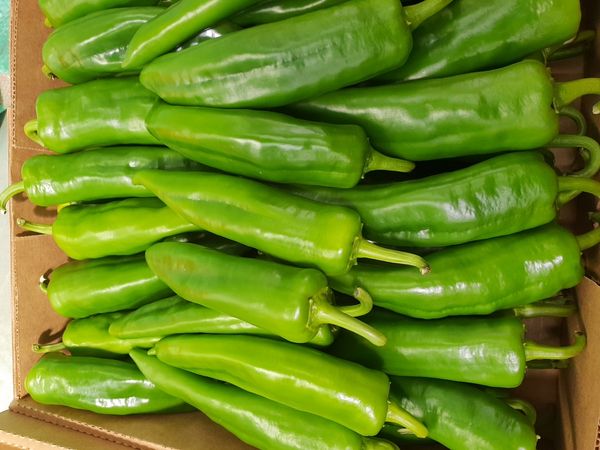 Bell Pepper from Kenya supplied by Mmi Ventures Ltd - Green Fresh Bell Pepper