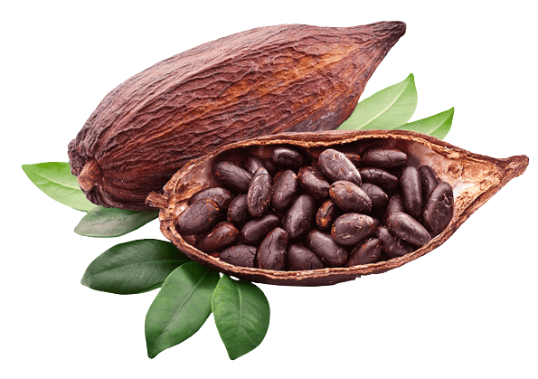 Criollo Cocoa Bean from Ecuador supplied by CCA GmbH - Criollo Cocoa Cocoa Bean