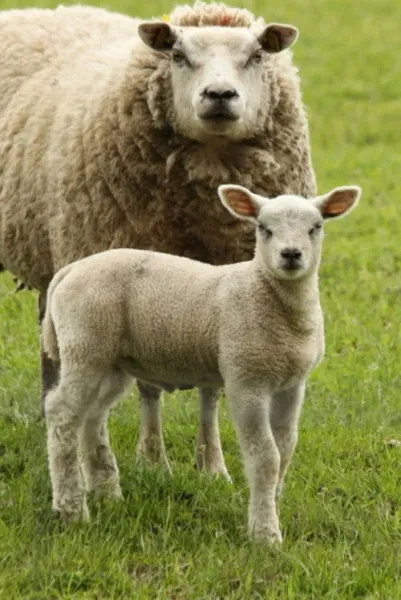 Fresh Lamb from 뉴질랜드 supplied by Hemelaer NV - Whole (=Carcasses =Carcass) 양고기