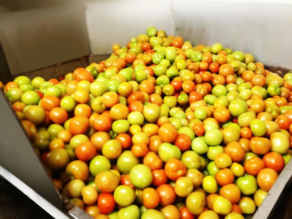 Tomatoes from 말레이시아 supplied by Pun Chou Sdn Bhd - Green 신선 토마토