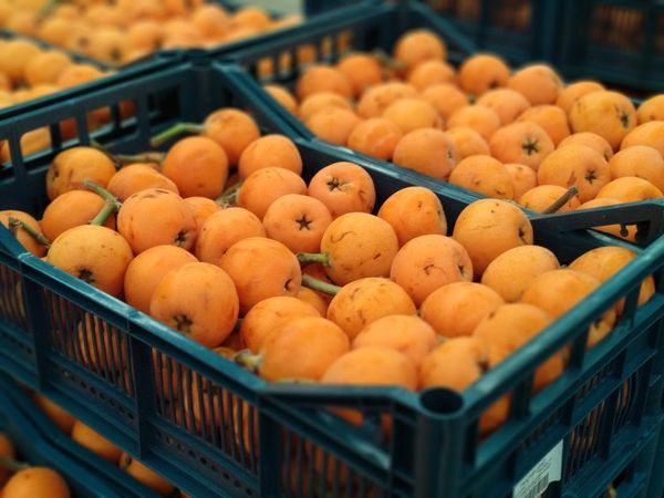 Loquats from 스페인 supplied by Frutas Manzano (Frutas Rafael Manzano e Hijos SL) - Whole 비파