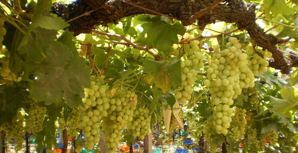 Grapes from 인도 supplied by Fresh Express Logistics Pvt. Ltd. - Seedless 신선 포도