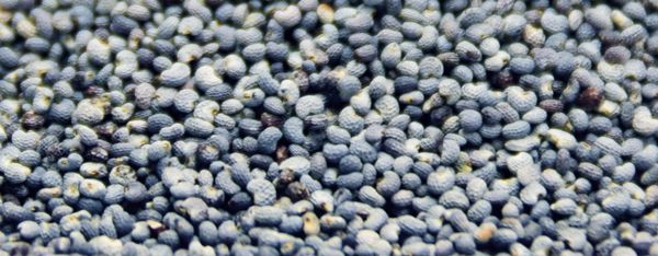 Poppy Seed from Germany supplied by Tampico Trading Gmbh - Conventional Poppy Seed