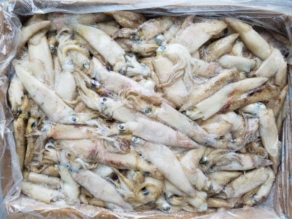 Frozen Squid from 영국 supplied by Enterfoods - Whole 냉동 오징어