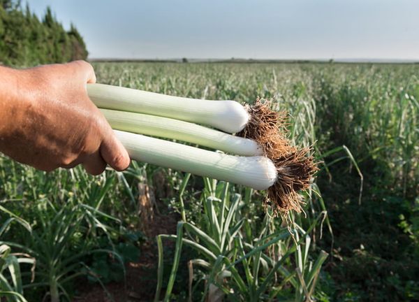Leek from 스페인 supplied by Actiture - Unspecified 리크