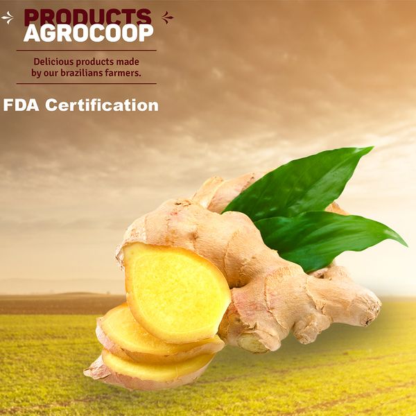 Fresh Ginger from Brazil supplied by Agrocoop - Washed Whole Ginger