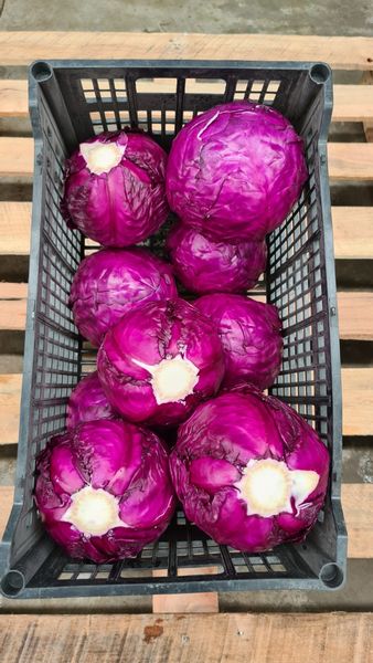 Purple Cabbage from Mexico supplied by Premium Fresh Growers, LLC - No. 1 Fresh Cabbage