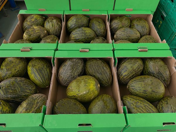 Fresh Melon (Muskmelon) from Spain supplied by VICENTE PERIS, S.A. - Valencia Melon (=Green Valencia=Valencia Winter Melon) Fresh Melon (Muskmelon)