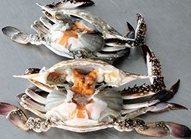 Fresh Crab from 중국 supplied by Haimeng Food Ltd - Swimming crab (=Portunidae) 냉동 게
