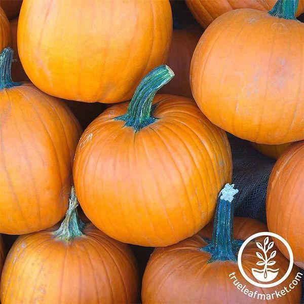 Pumpkin Seeds from 미국 supplied by Sustainable Seed Company - Whole 호박 씨