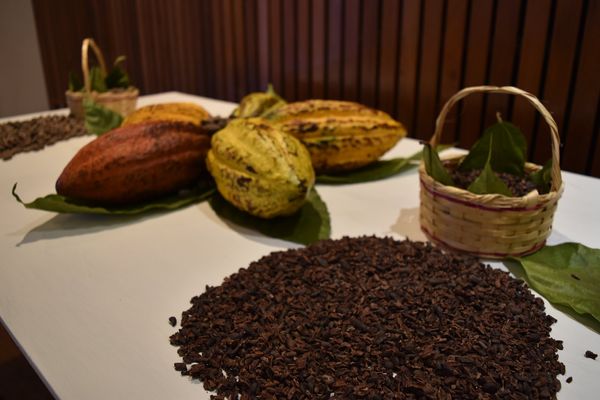 Cocoa Bean from Nicaragua supplied by El Vergel - Don Juan Cocoa Liqueur - Whole Cocoa Bean