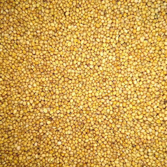 YELLOW MUSTARD ( BRASSICA JUNCEA ) from 우크라이나 supplied by Agroleader Europe LLC - Yellow 겨자씨