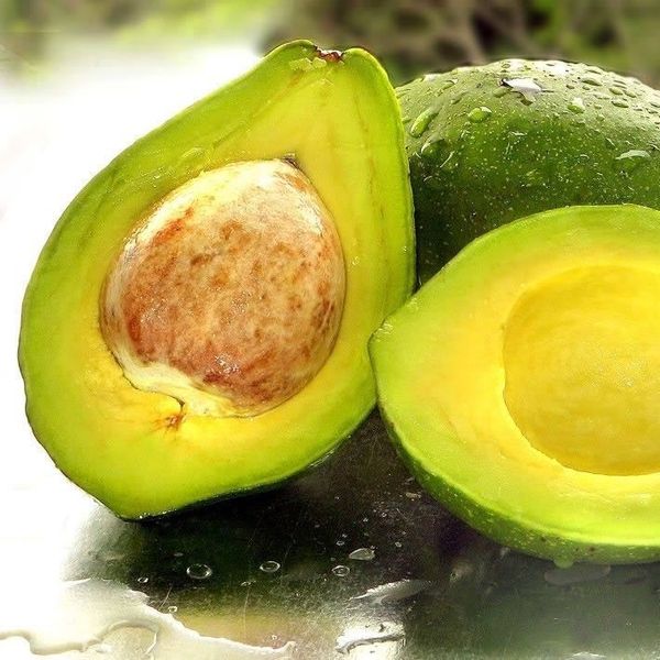 Avocado from South Africa supplied by Del Avo - Whole Fresh Avocado