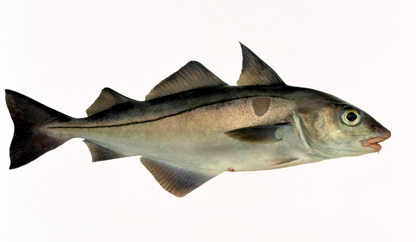 Fresh Whole Haddock from 노르웨이 supplied by NORFRA A/S - With Bone 냉동 해덕