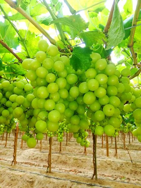 Grapes from Peru supplied by Peruvian Fresh Products - ARRA 15 (=ARRA Sweeties) Fresh Grape