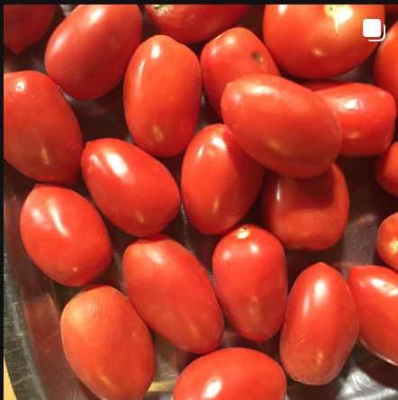 Tomatoes from 남아프리카공화국 supplied by Fynboshoek - Red 신선 토마토