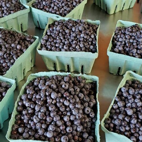 Blueberries from United States supplied by Welch Farms - Whole Fresh Blueberry