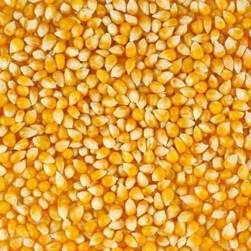 Corn from 체코 supplied by ZEMAS AG - As per customer's request 옥수수
