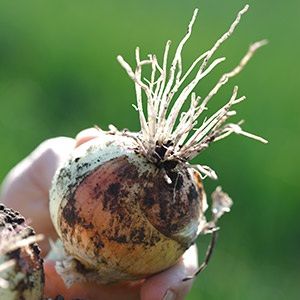Organic Fresh Onions from 캐나다 supplied by KROEKER FARMS LIMITED - Whole 신선 양파