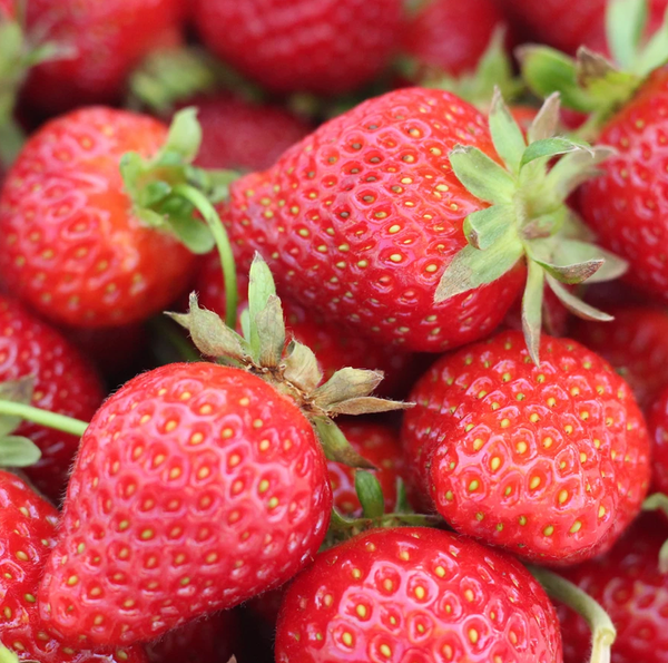 Strawberries from United States supplied by Baja Produce (Fresh Produce Wholesale) - Bright Red Fresh Strawberry