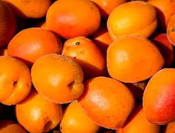 Apricot from Egypt supplied by Octet Fruits LLC - Whole Fresh Plum
