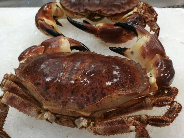Crab from Greece supplied by Arapis Live Seafood - Live Fresh Crab