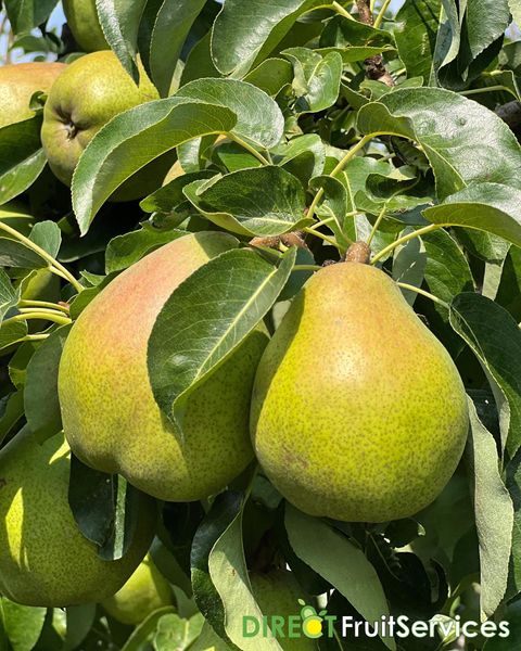 Pear from Netherlands supplied by Direct Fruit Services - BA Lucas (=Beurré Alexandre Lucas=Lucas=Mantecosa Alexandre Lucas) Fresh Pear
