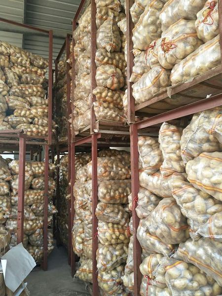 Potato from 중국 supplied by Jinxiang Fengsheng Imp. And Exp. Co., Ltd. - 갈색 신선 일반 감자