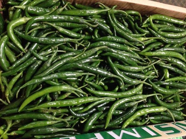Chilli from 파키스탄 supplied by SNS Impex - 녹색 신선 고추