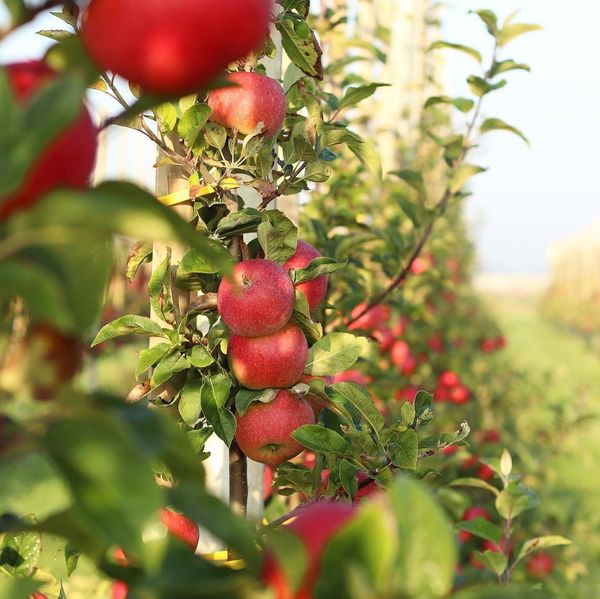 Fresh Apple from 독일 supplied by Organic Fruit Augustin - Belle de Boskoop 신선 사과