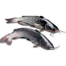 Fresh Catfish from 노르웨이 supplied by Ramoen AS - Fillet 냉동 메기 통마리