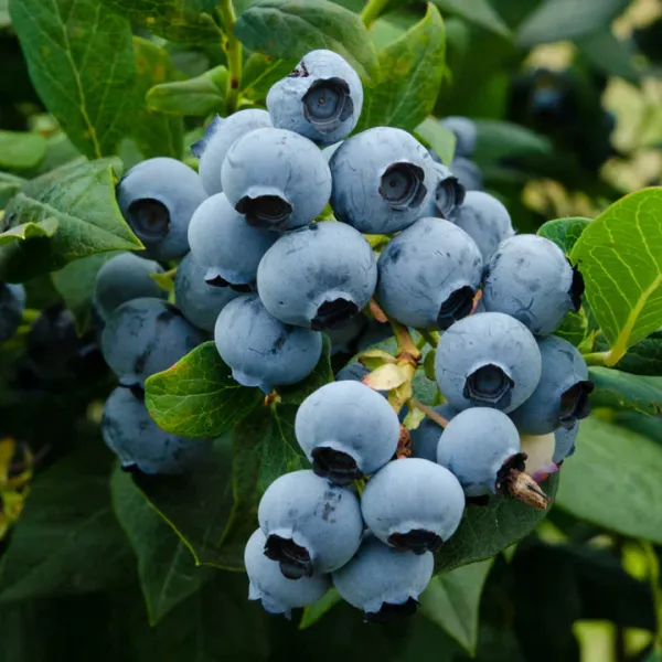 Fresh Duke Blueberries from 칠레 supplied by Frutos La Aguada S.A. - Blue 신선 블루베리