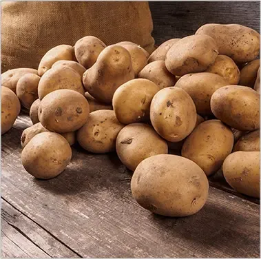 Potato from 벨기에 supplied by ESCARGOTS PETITS-GRIS DE NAMUR - 갈색 신선 일반 감자