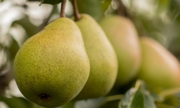 Pears from 스위스 supplied by Hofladen Thürig - 노란빛 신선 배