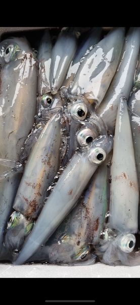 Squid from 영국 supplied by Nordic Shellfish - Whole 냉동 오징어