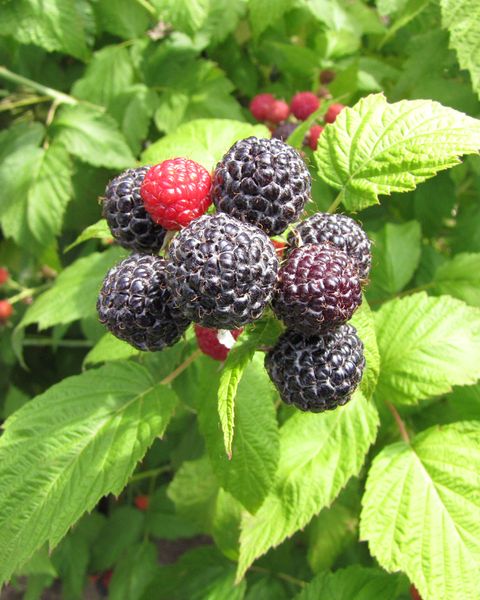 Blackberry from 미국 supplied by Oregon Raspberries & Blackberries - Marion 신선 블랙베리