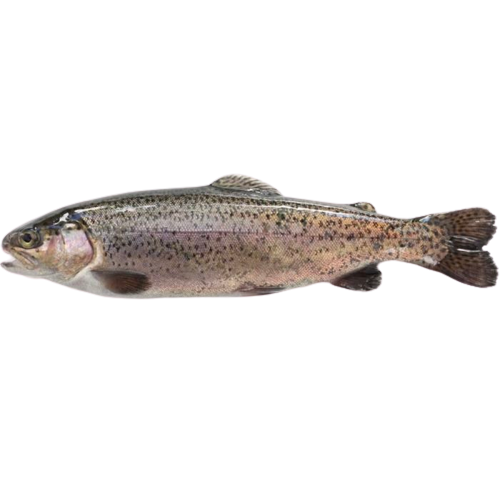 Trout from 튀르키예 supplied by Penta Seafood - Whole (=In The Round) 냉동 송어