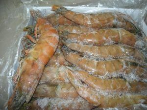 Frozen shrimps from Mauritania supplied by Dasna Export - Whole Frozen Common Shrimp & Prawn