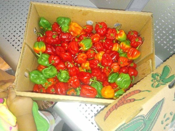 Jamaican Pepper from Dominican Republic supplied by Ely Import R Export SRL - Mixed - Red, Yellow, Green Fresh Bell Pepper