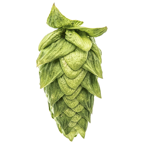 Cascade Hop from 미국 supplied by YAKIMA CHIEF HOPS - Cascade 홉