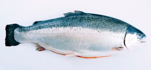 Fresh Rainbow Trout from 노르웨이 supplied by SKAAR NORWAY AS - With Bone 냉동 송어