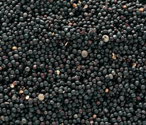 Rapeseed from 영국 supplied by Ebbage Seeds Ltd - Spring Rapeseed 카놀라 씨 및 유채 씨