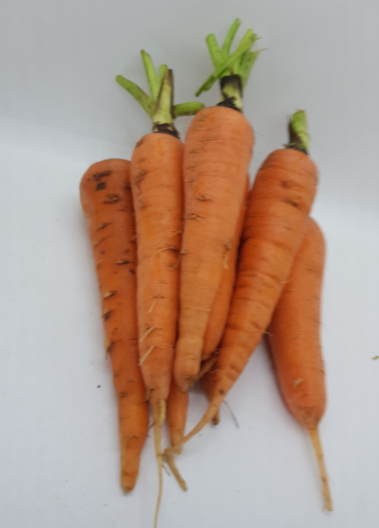 Carrot from Nigeria supplied by forthworth farms - Washed Fresh Carrot