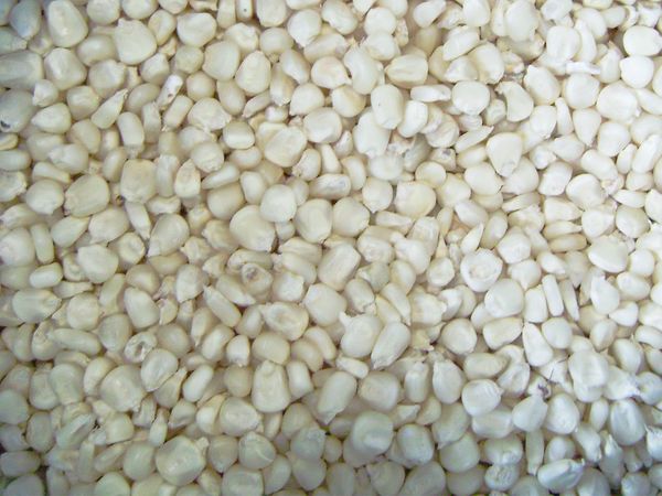 Maize from 남아프리카공화국 supplied by Kimberley Grain Commodities (Pty) Ltd - White 옥수수