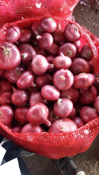 Onion from 미얀마 [버마] supplied by Crown City Company Limited - Raw 신선 양파