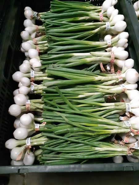 Green Onion from Mexico supplied by Premium Fresh Growers, LLC - White Fresh Scallion (Spring Onion)