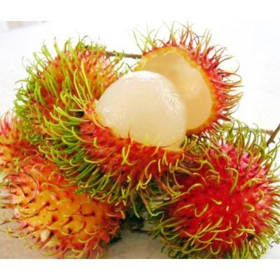 Longan Rambutan from Vietnam supplied by Phuc Linh Trading Development Company Limited - Red Fresh Rambutan