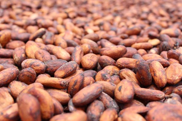 Cocoa from 가나 supplied by Kuapa Kokoo Limited (KKL) - 코코아콩