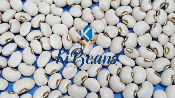 Black Eyed Pea from 브라질 supplied by KIGRÃOS AGROMODAL LTDA - 25 Kg/30 Kg PP Bags 말린 동부